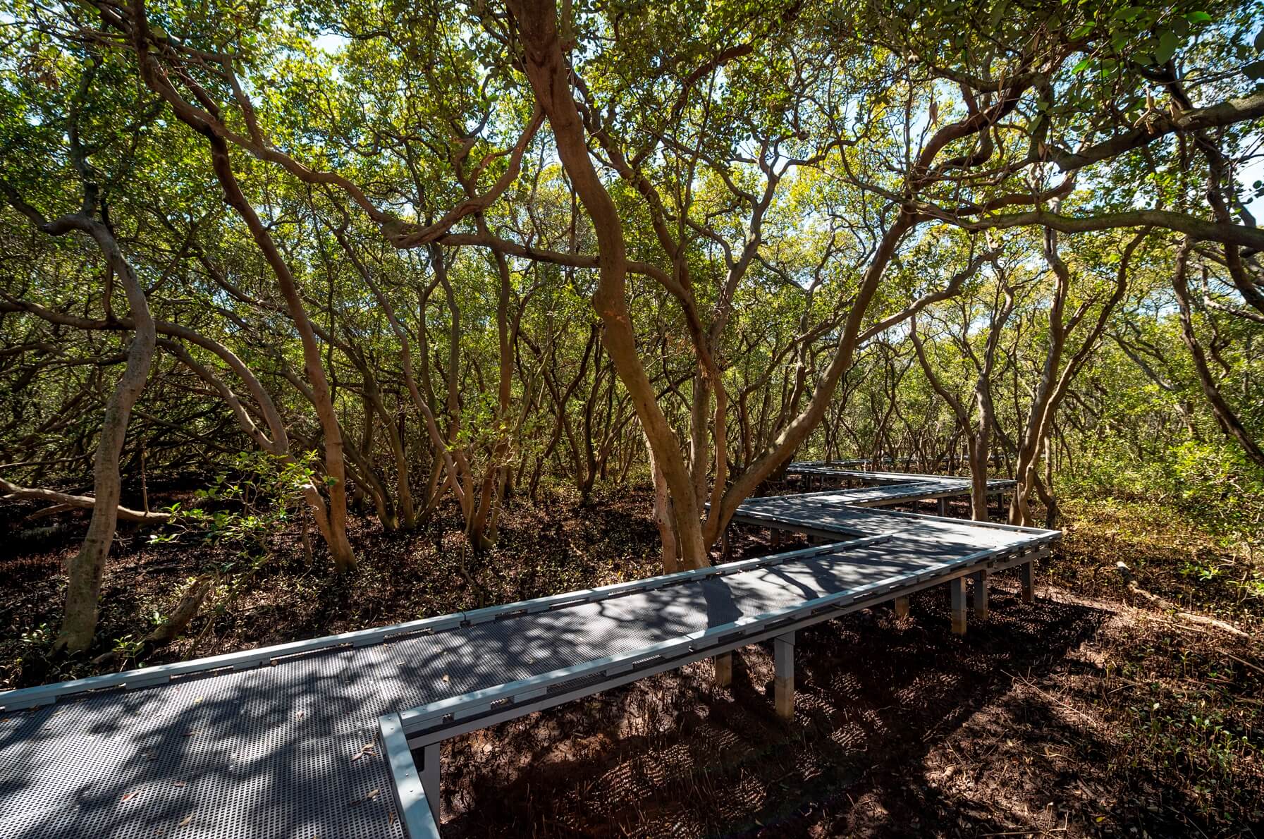 Boardwalk winding through Badu Mangroves