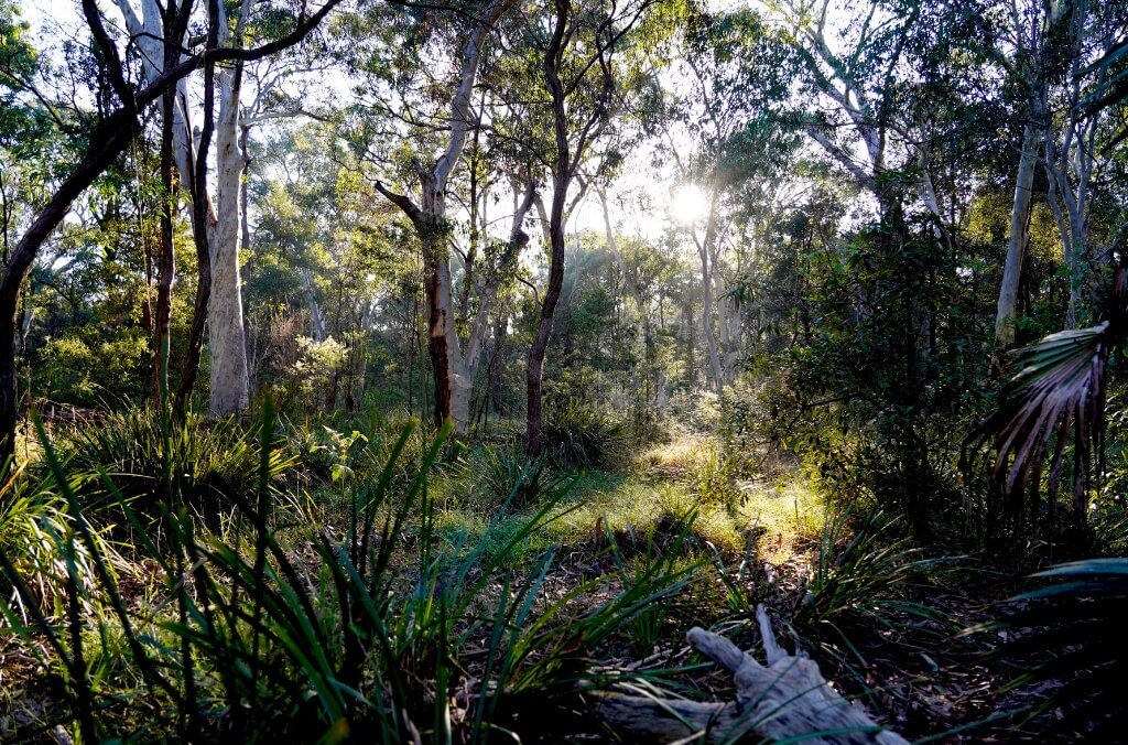 Sydney Turpentine Ironbark Forest, Newington Nature Reserve