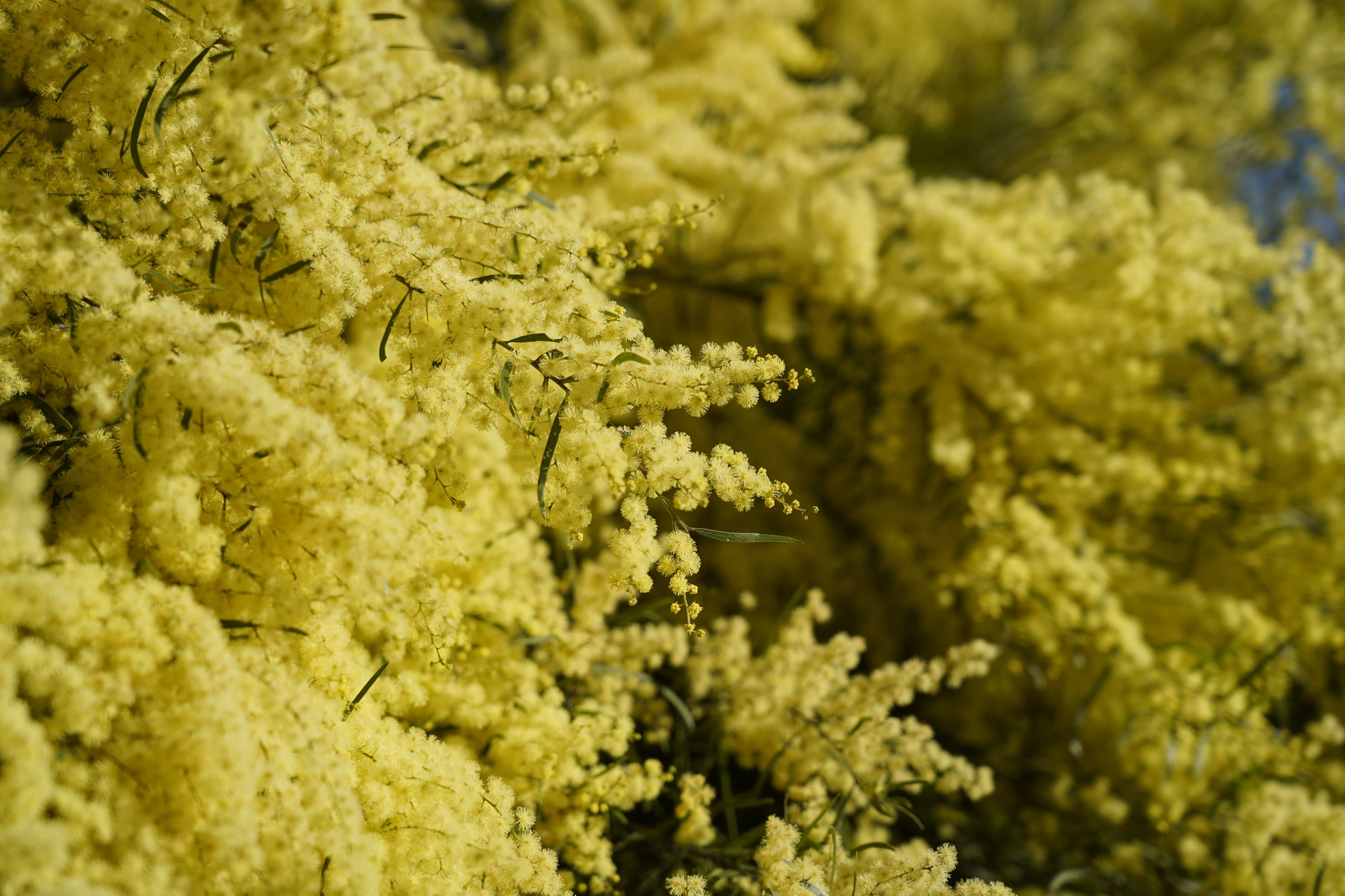 Multiple golden blooms of Acacia fimbriata