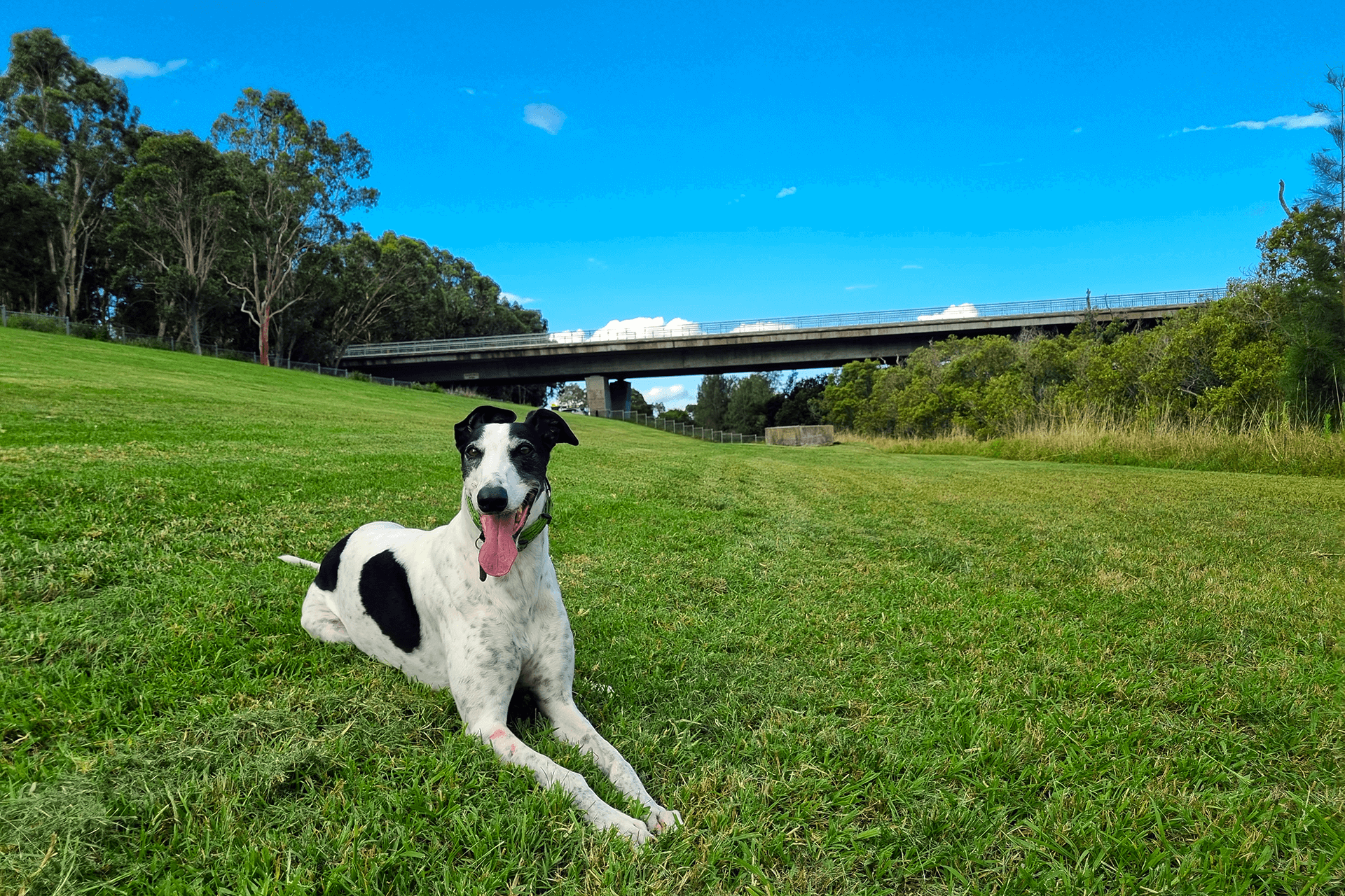 Black and white dog on grass in front of many trees and a beam bridge.