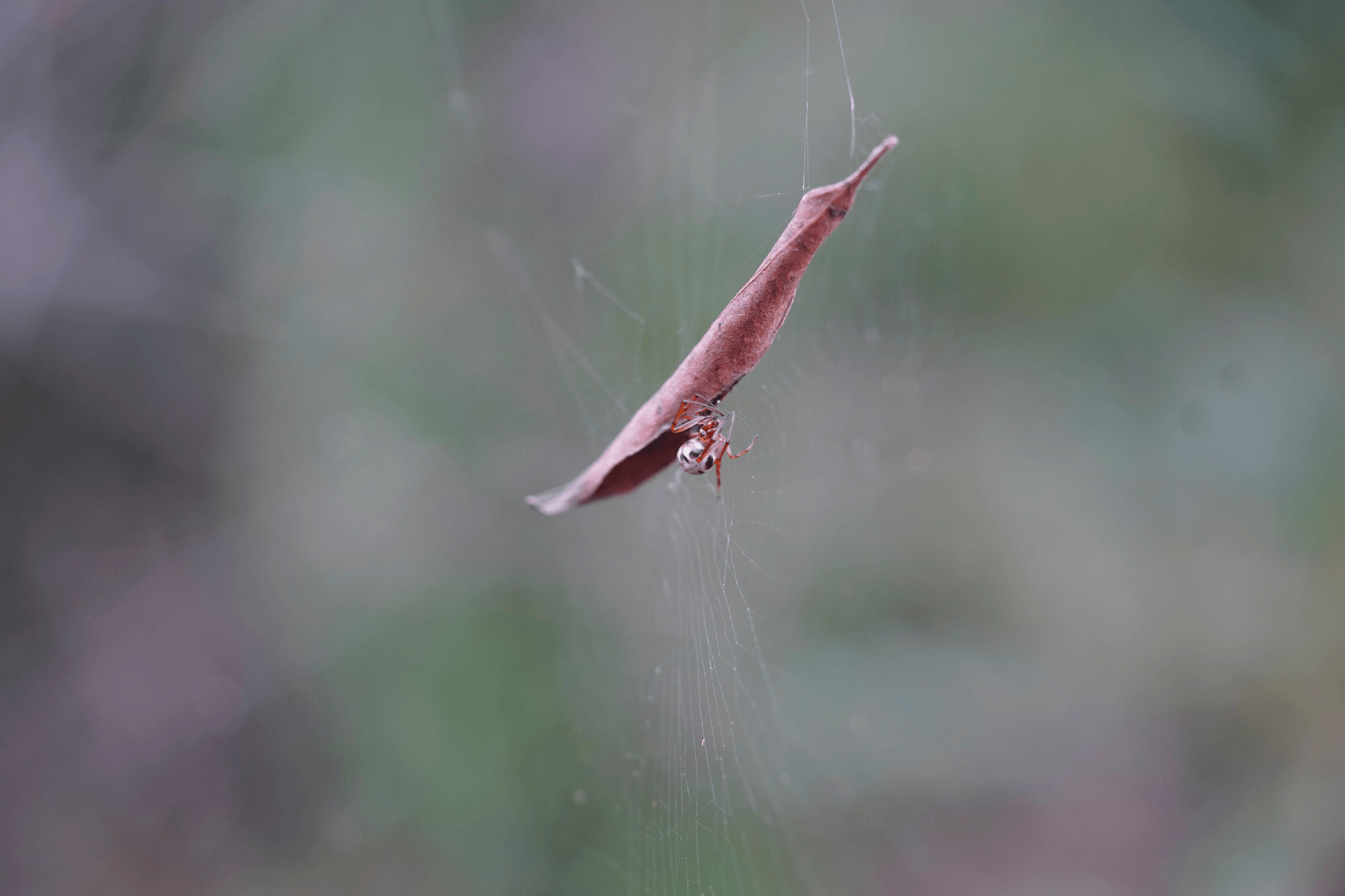 A curled brown leaf with a black and white spider suspended on spider web.