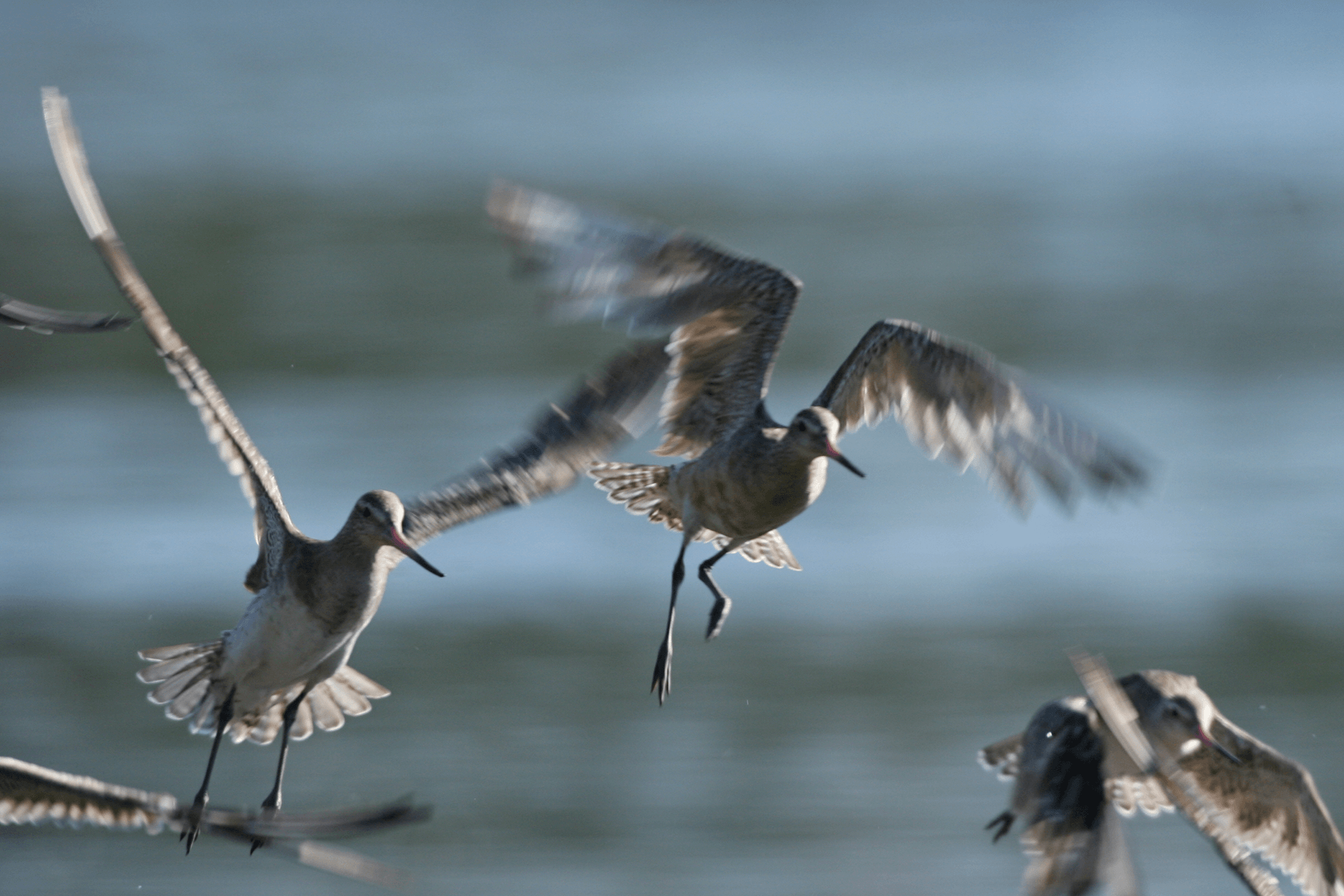 Multiple grey and white coloured Bar-Tailed Godwits in flight