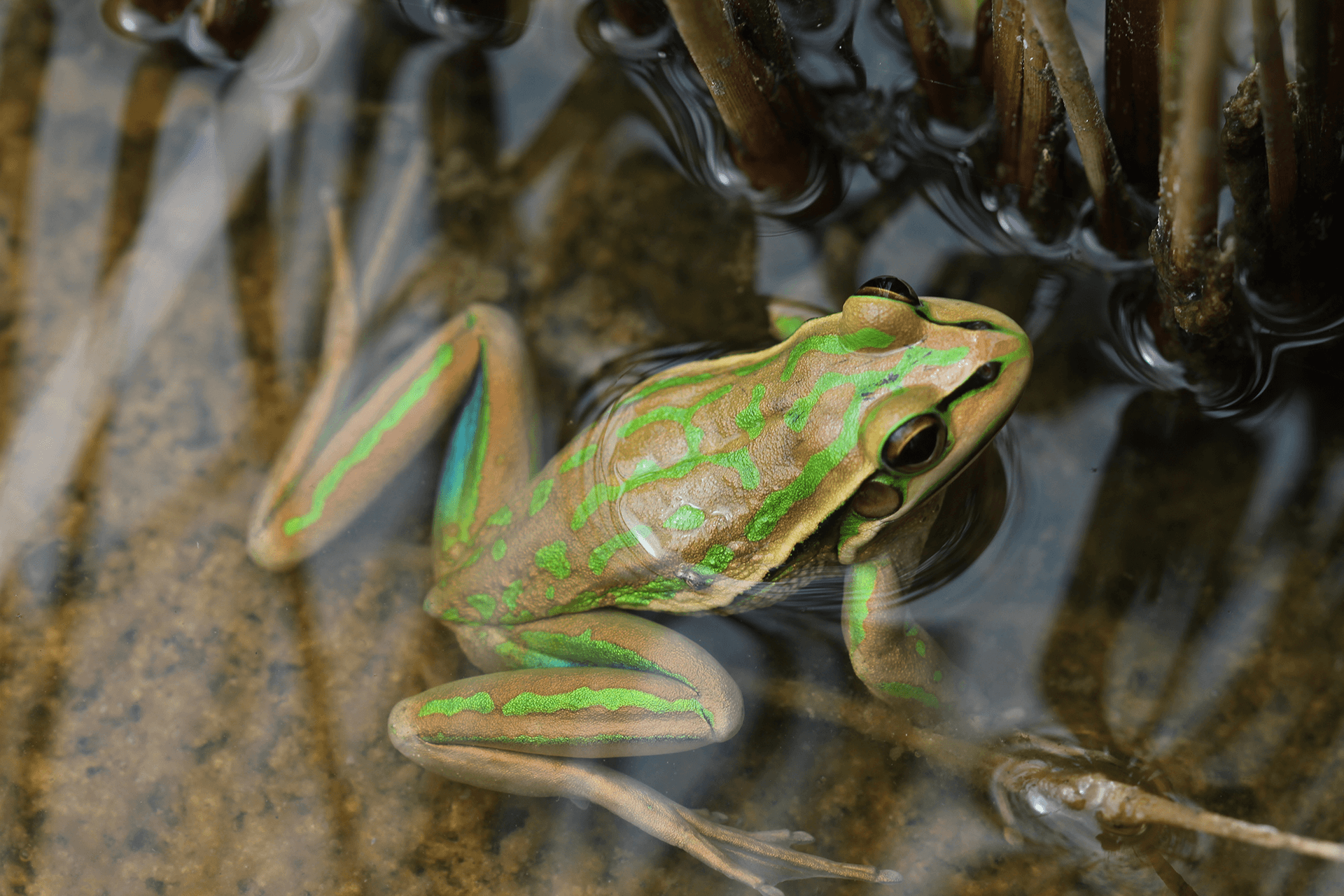 Close-up of Green and Golden Bell Frog, partly submerged in water amongst reeds.