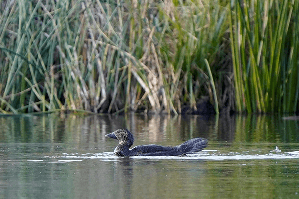 Brown-coloured Musk Duck wading in water near reeds.