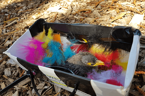 A grey-feathered yellow-beaked Noisy Miner chick in a box of multi-coloured feathers.