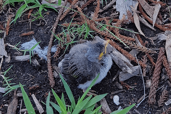 A grey-feathered yellow-beaked Noisy Miner chick on the ground