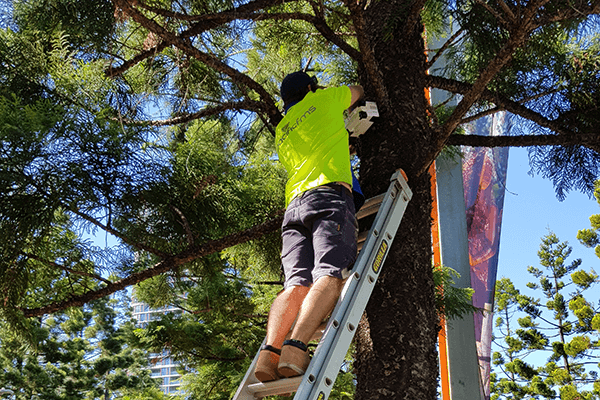 A person on a ladder against a tree carrying box.