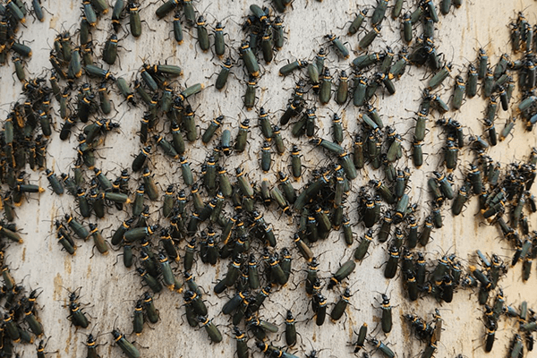 Close-up of swarm of Soldier Beetles on tree trunk. Each beetle is dark brown coloured with orange-coloured band on the thorax.