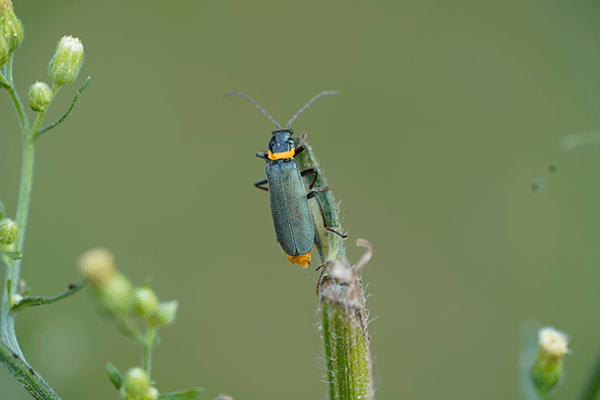 Close-up of single Soldier Beetle. It has a green wing-case, and orange-coloured band on its thorax.