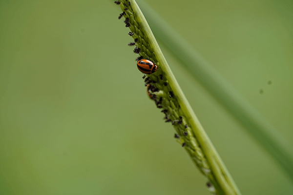 An orange and black patterned beetle on a grass seed head.