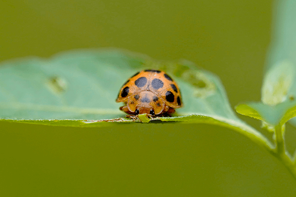 Close-up of orange-coloured black-spotted 28-spotted Ladybird Beetle on a green leaf