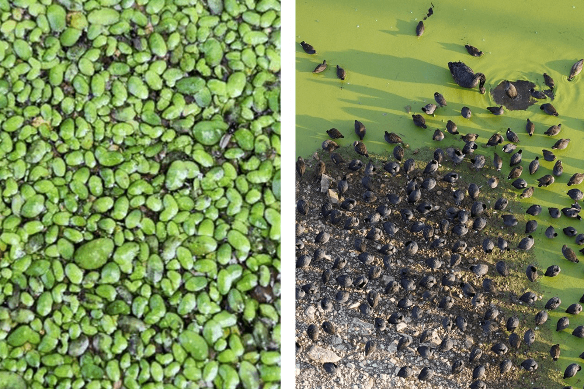 Two photos. Left: close-up of green buds of duckweed. Right: flock of waterbirds on the amongst duckweed