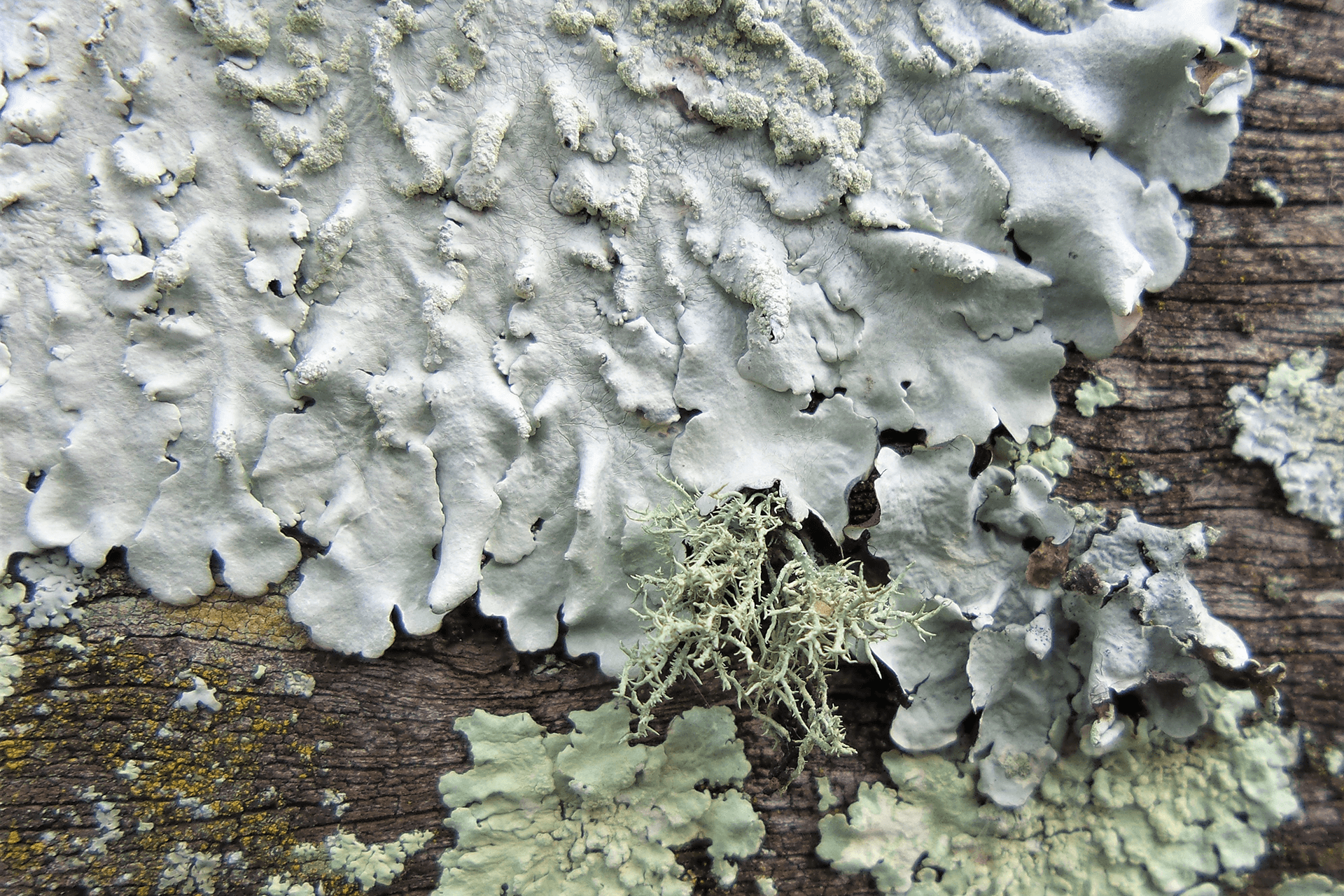 Close-up of lichen with white and green wrinkly body on a wood surface