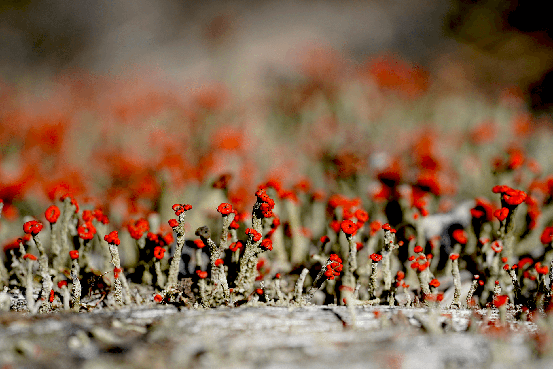 Close-up of lichen with small grey stalks and red nodules