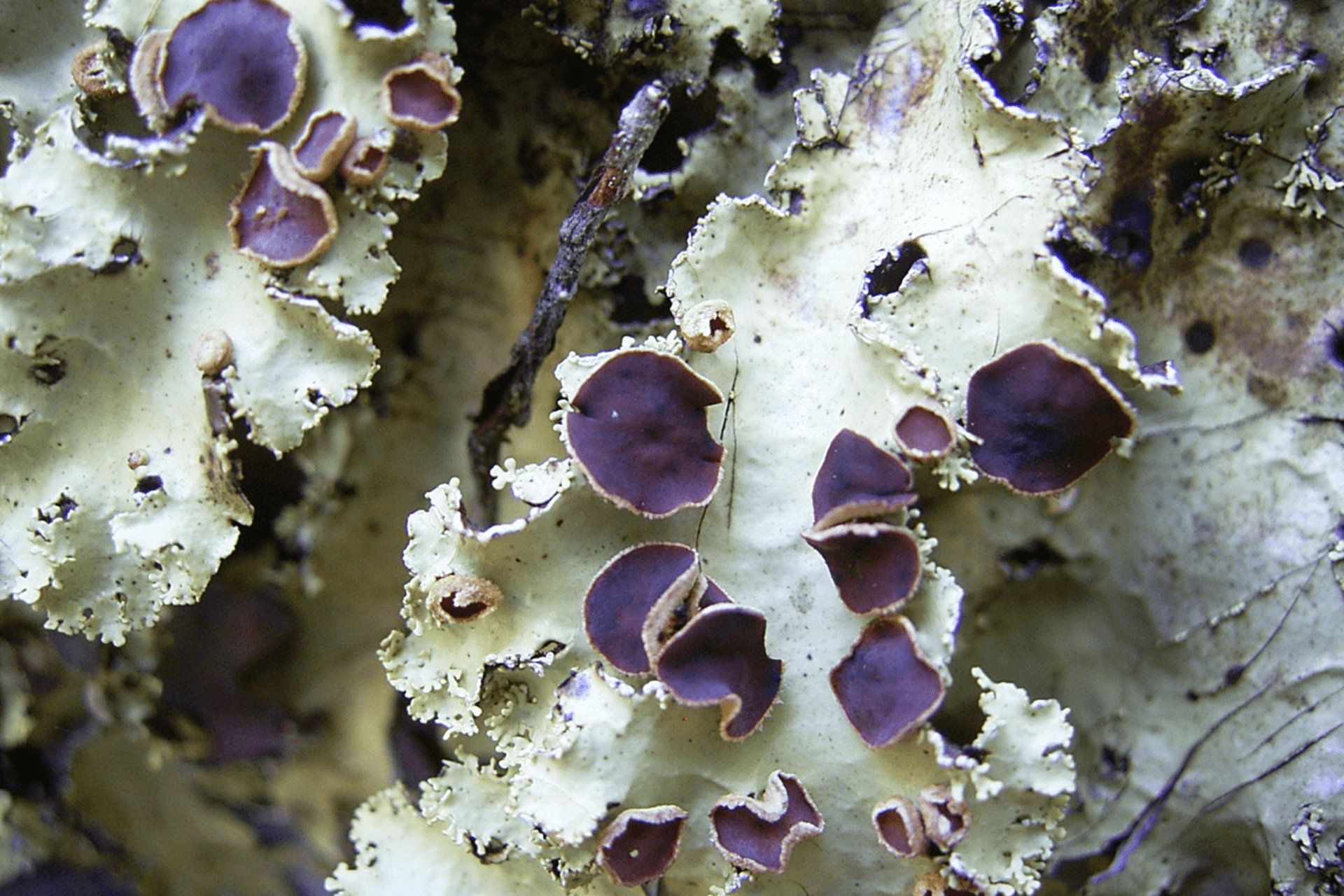 Close-up of lichen with white body and purple lobes