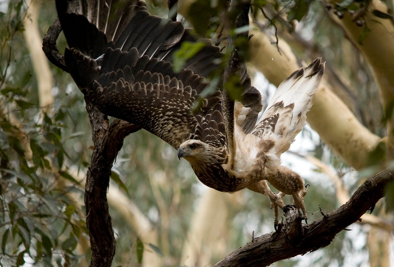 A black and white coloured Juvenile Whitebellied Sea Eagle taking off from a tree branch