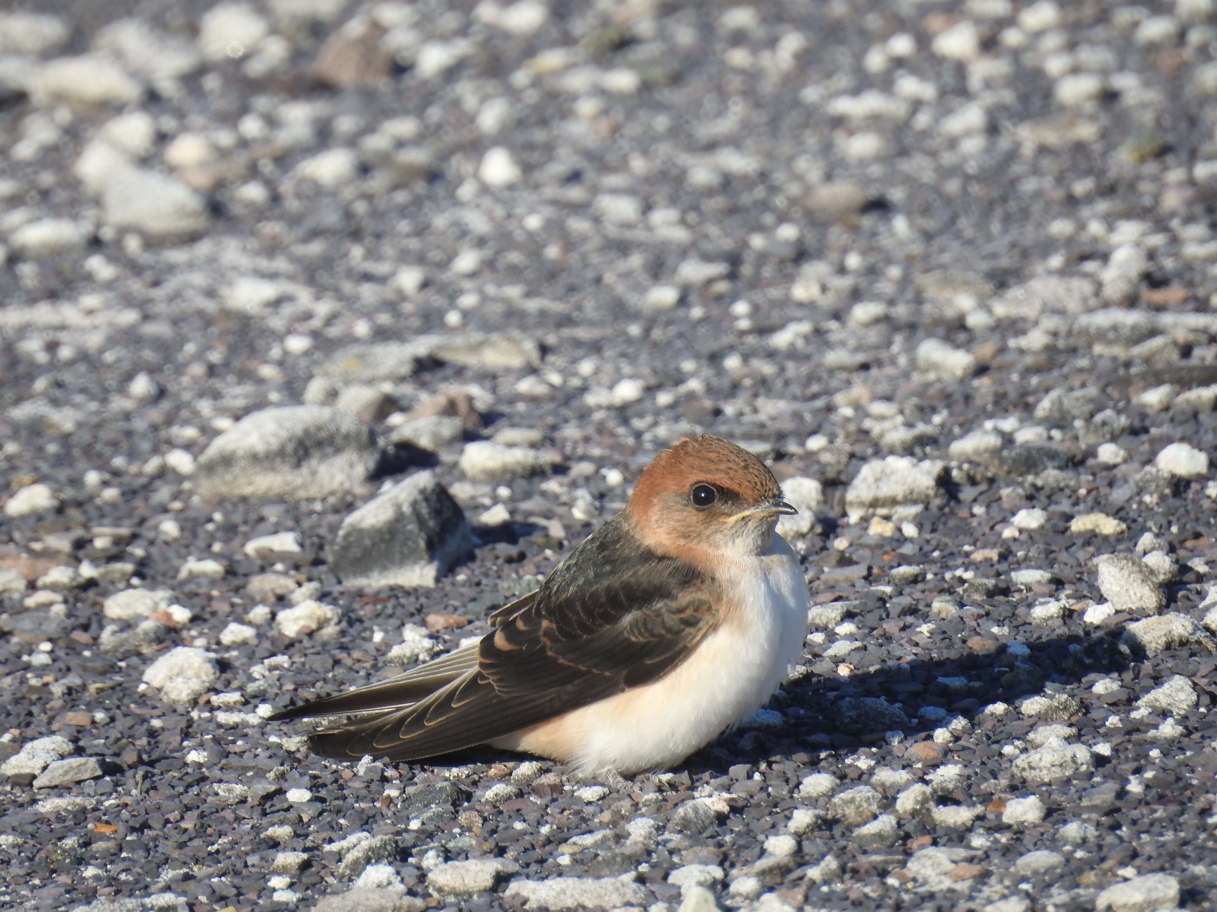 A brown and white coloured Fairy Martin on gravel