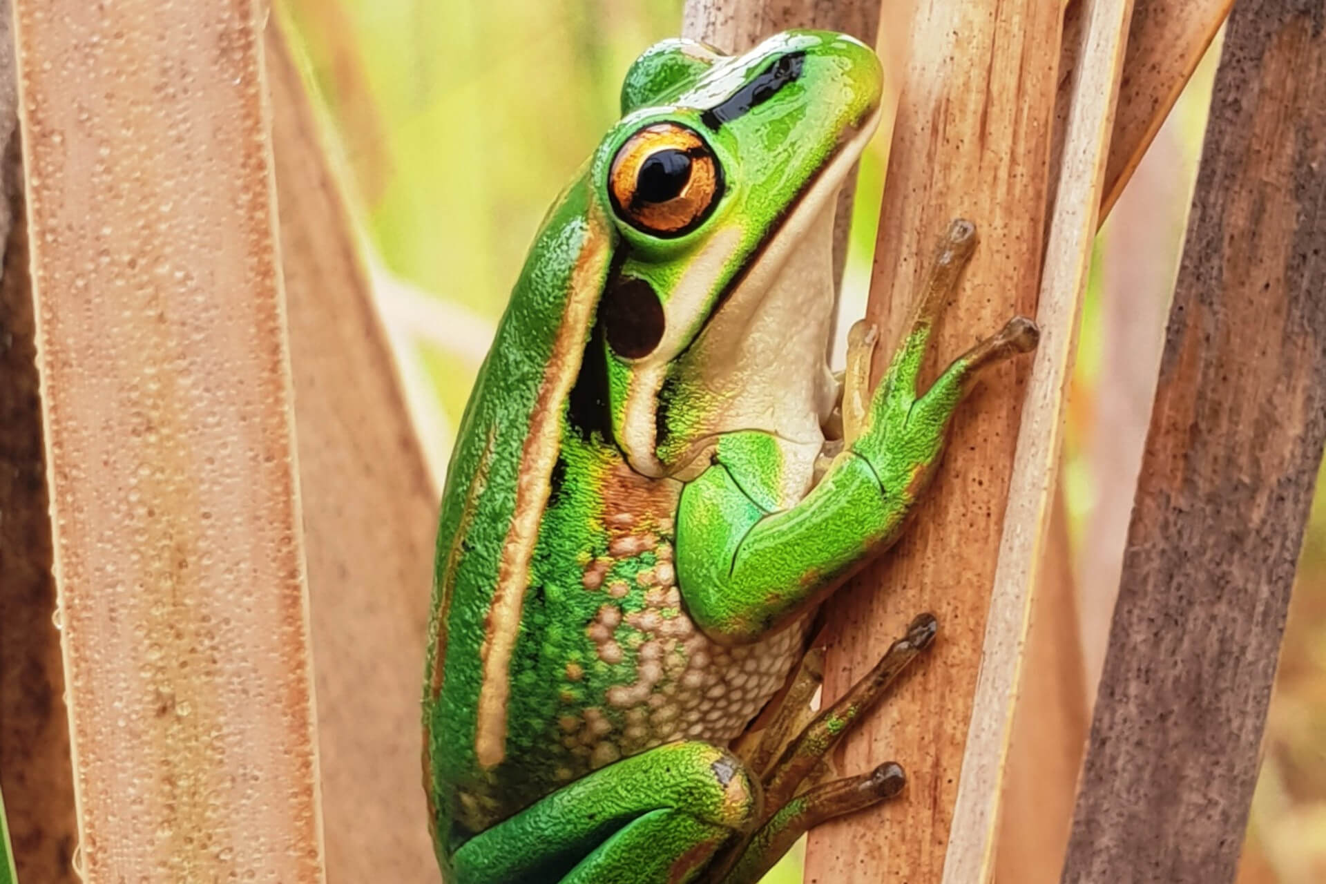 A Green and Golden Bell Frog perched amongst reeds.