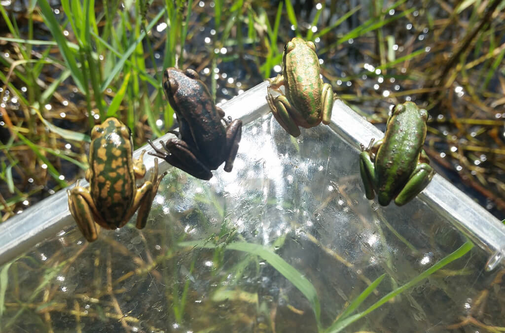 Endangered juvenile Green and Golden Bell Frogs ready to disperse!