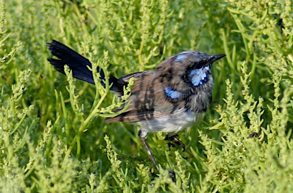 Male Superb Fairy-wren going into eclipse (c) Bryan Rayne