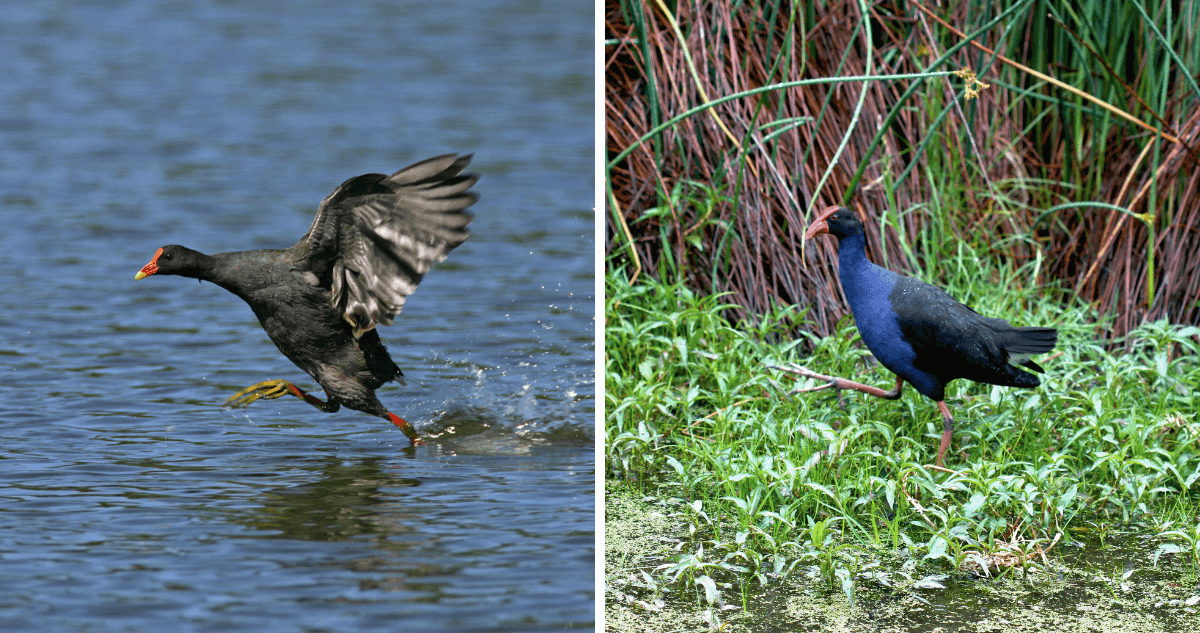 Dusky Moorhen vs Purple Swamphen