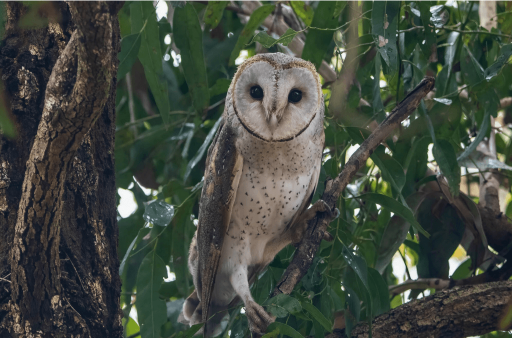 Powerful Owl