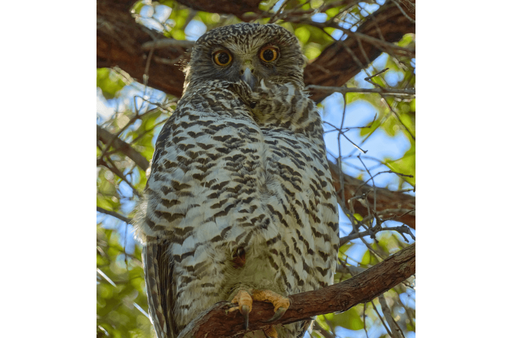 Powerful Owl