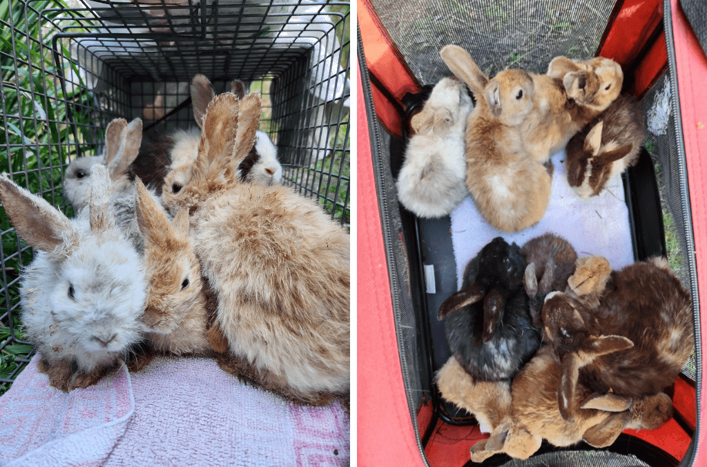 Rabbits dumped at Sydney Olympic Park