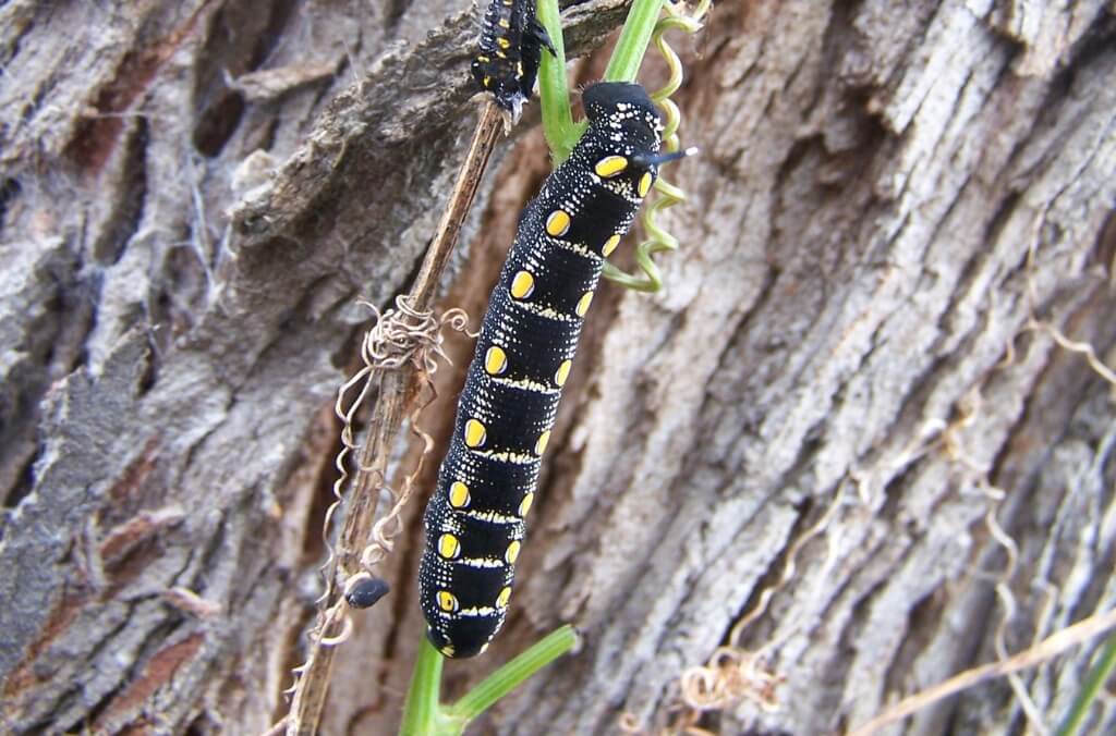 Caterpillar - Hawk Moth