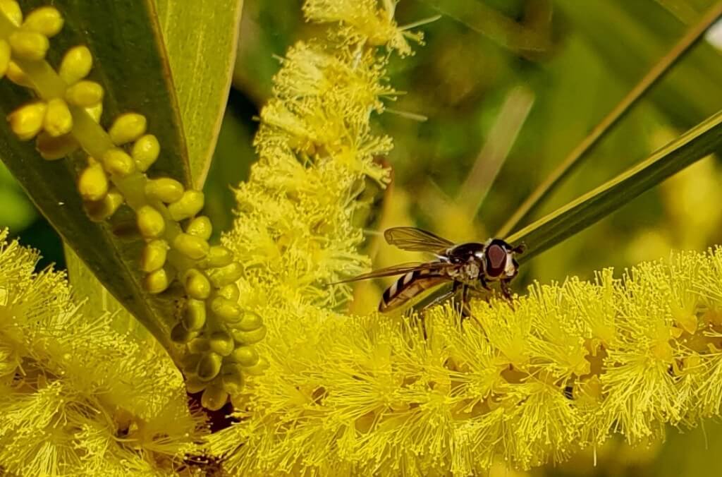 Hover Fly