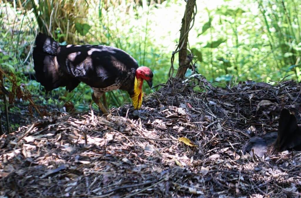 A male Australian Brush-Turkey