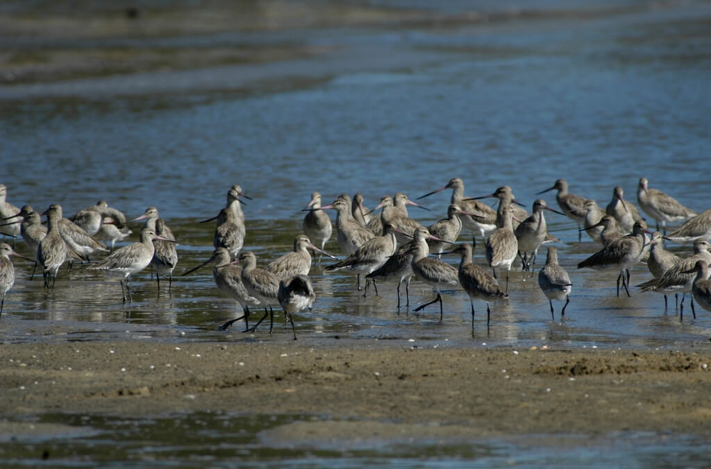 Migratory-shorebirds