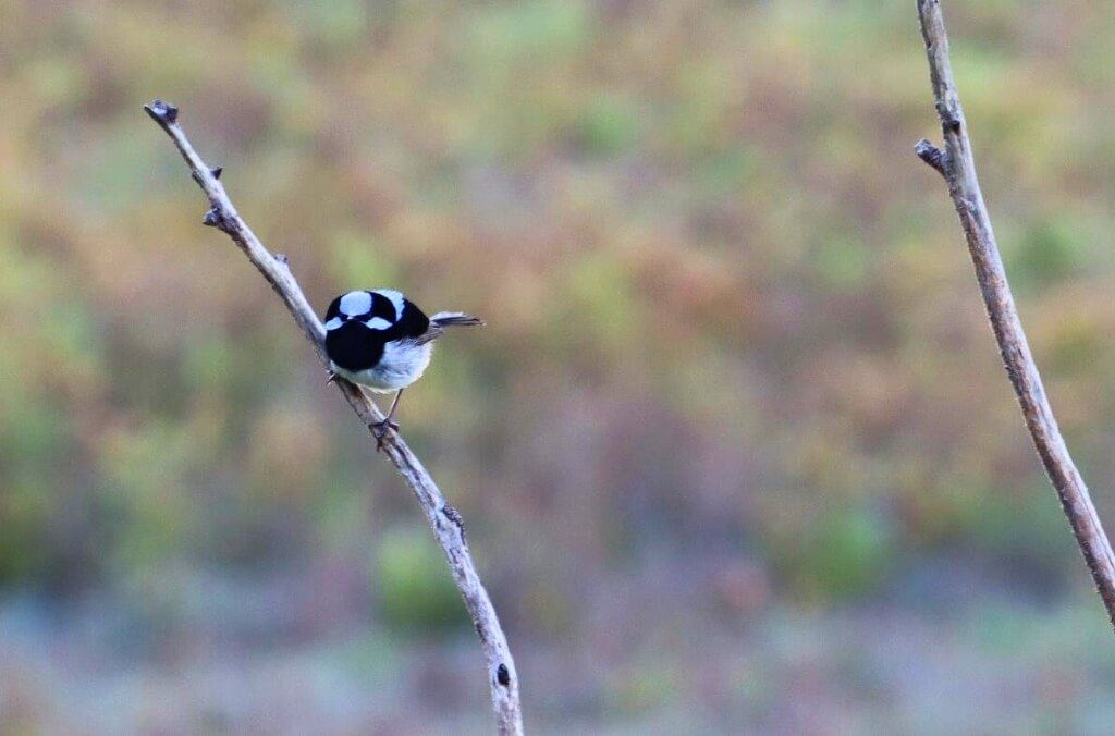 Superb Fairy-wren