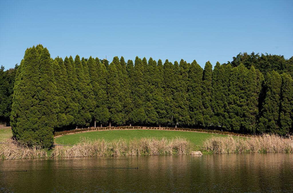 Arc of Pine, Bicentennial Park