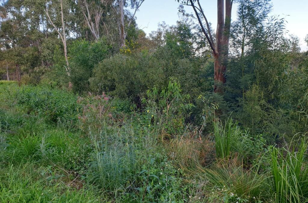 Image of densely planted shrubs in Kronos Hill