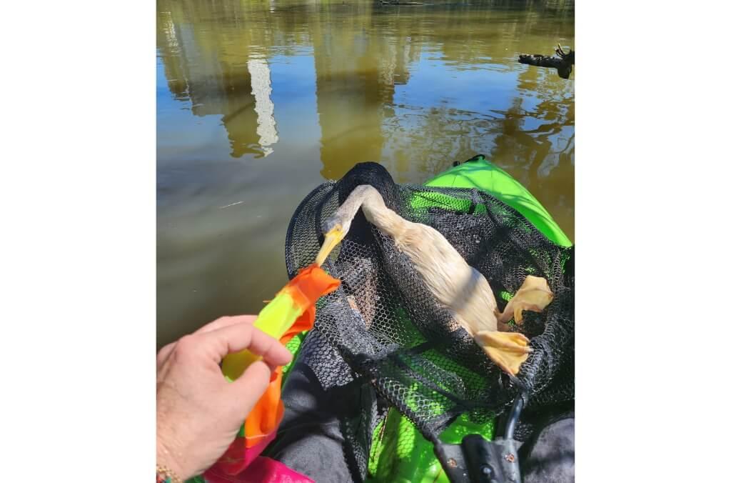 Image of Darter bird with plastic stuck on it beak