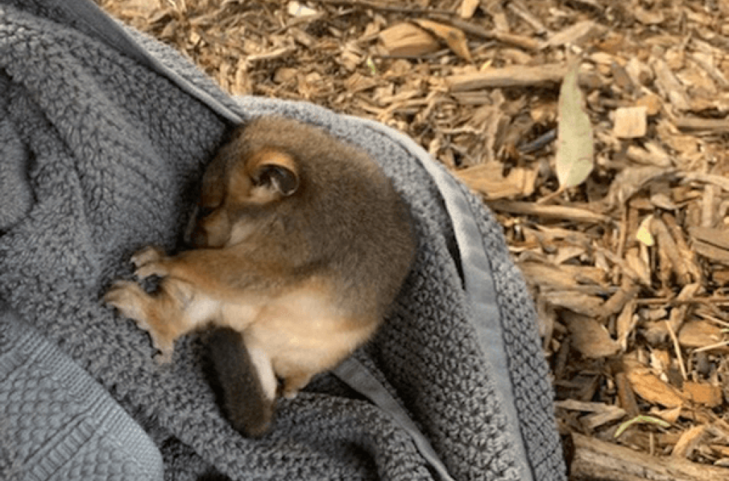 A Ring-tailed Possum on a towel