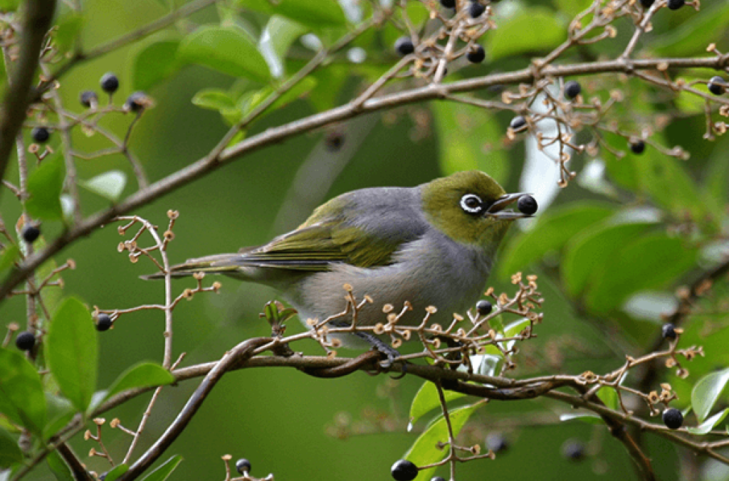 Green and grey Silvereye bird with berry between beak, perched on a branch with many berries