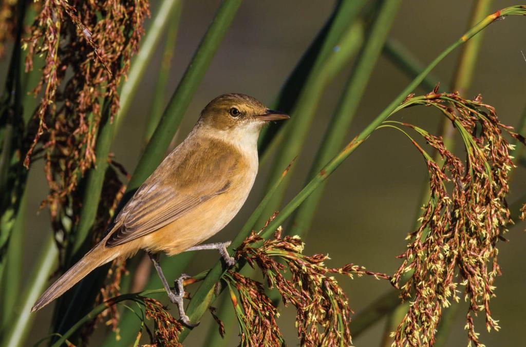 A brown Australian Reed warbler perched on reeds.