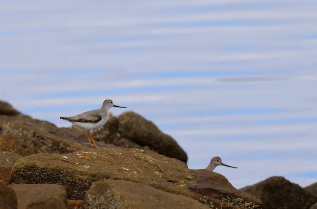 Two grey and white Terek Sandpipers on mossy rocks by the water.