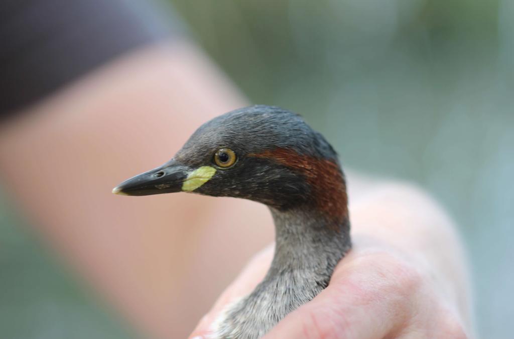 Australasian Grebe with grey head and yellow face-spot being released from a hand.