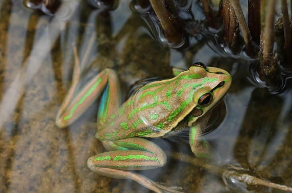 Large green frog